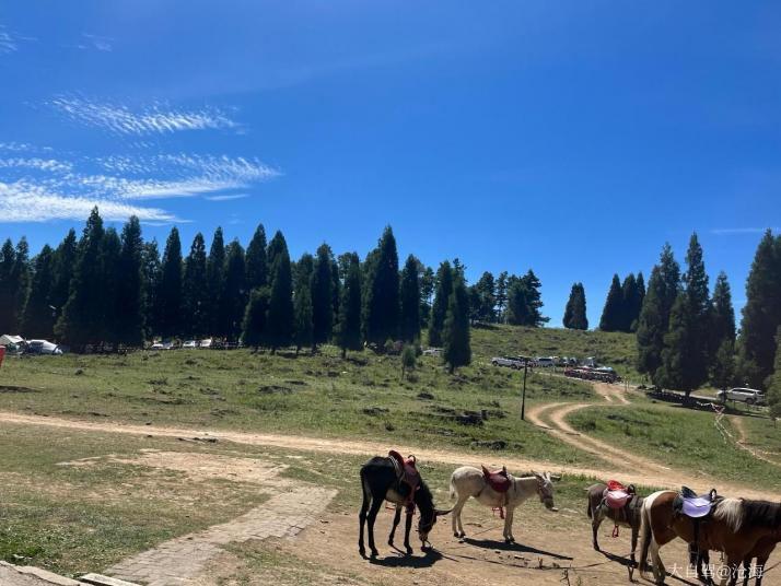 重慶重慶千野草場景區(qū)