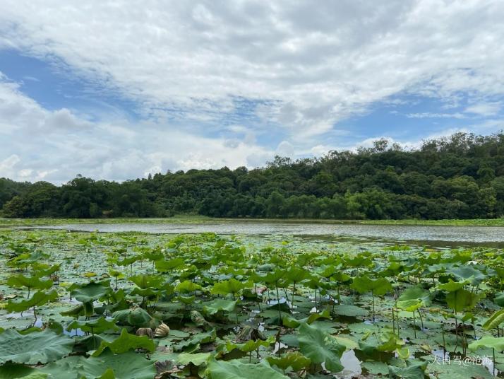 南寧良鳳江國(guó)家森林公園圖片