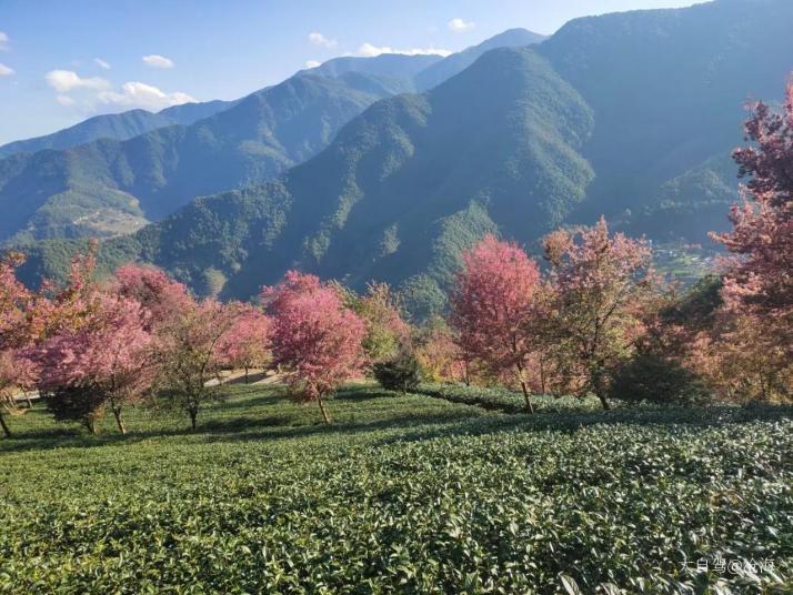 南涧无量山樱花谷