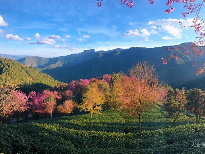 南涧无量山樱花谷好玩吗