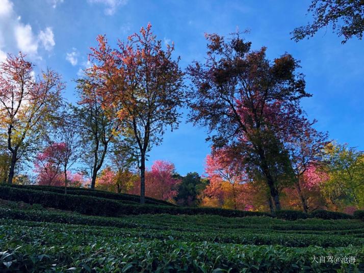 南涧无量山樱花谷图片