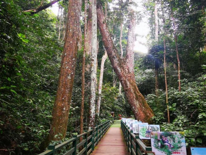 西雙版納西雙版納原始森林公園好玩嗎