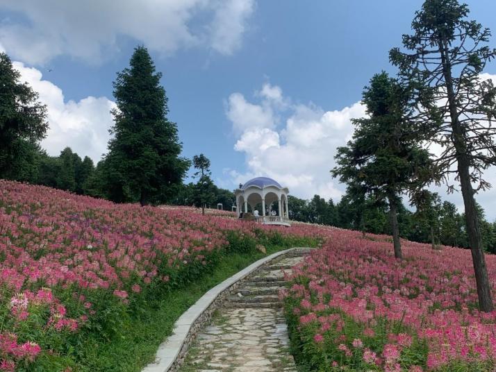 巴东野三关森林花海图片