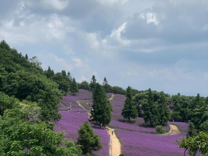 巴东野三关森林花海好玩吗