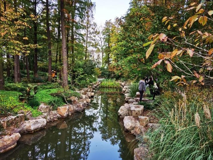 上海上海共青森林公園圖片