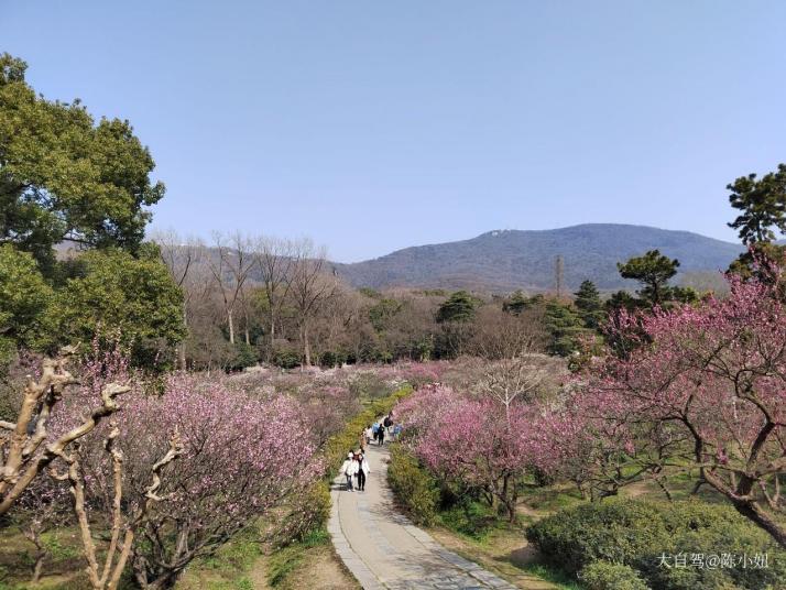 南京南京梅花山好玩吗