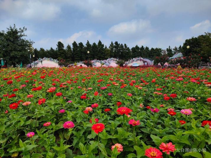 盐城 荷兰花海