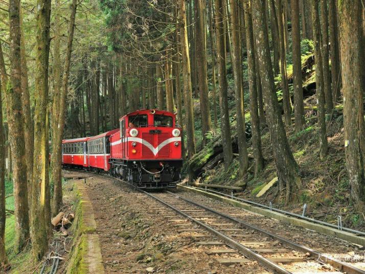 臺(tái)灣阿里山森林公園好玩嗎