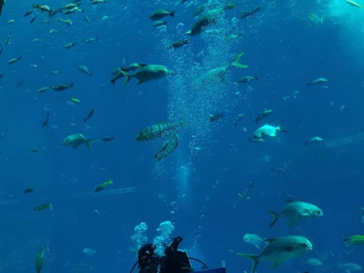 三亚三亚亚特兰蒂斯失落的空间水族馆好玩吗