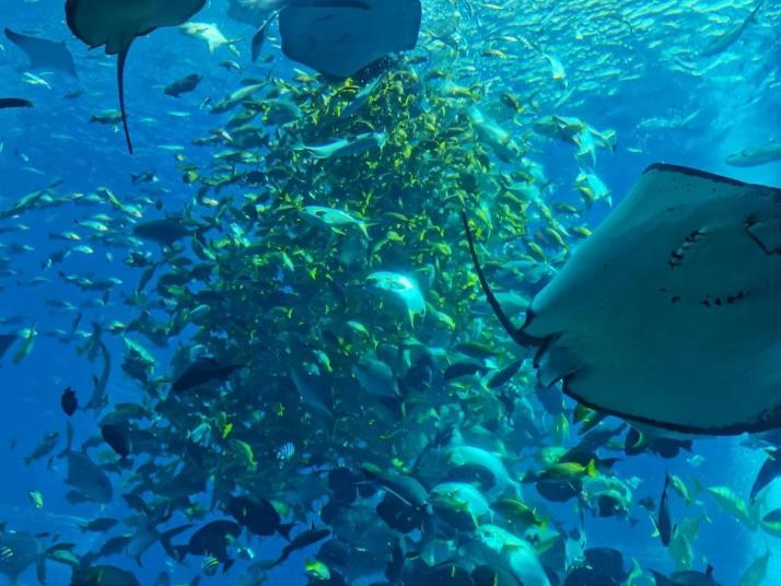 三亚三亚亚特兰蒂斯失落的空间水族馆