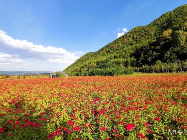 泾源六盘山国家森林公园