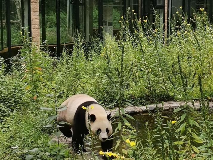 佛坪佛坪熊猫谷好玩吗