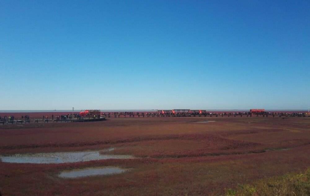 北京出發(fā)自駕觀紅海灘奇觀，品盤錦稻田蟹、愜意遼河游船晚餐特色之旅2日游