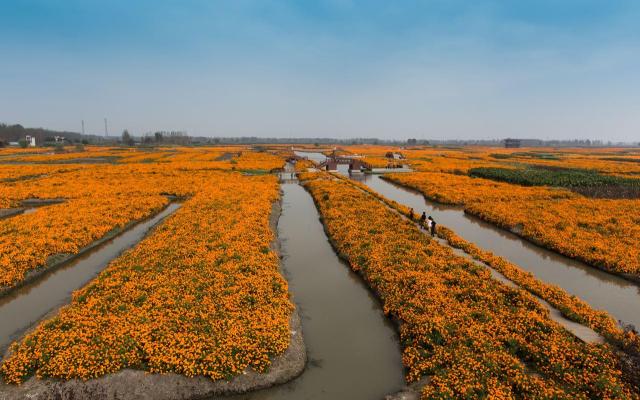 秋天周末无锡周边自驾游:兴化千垛花海-李中水上森林探寻中国”东方威尼斯“2日自驾游