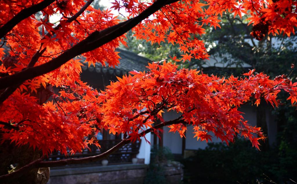 雅安周邊2日休閑自駕游：喇叭河-看紅葉-賞日出云海-游原始森林2日自駕游