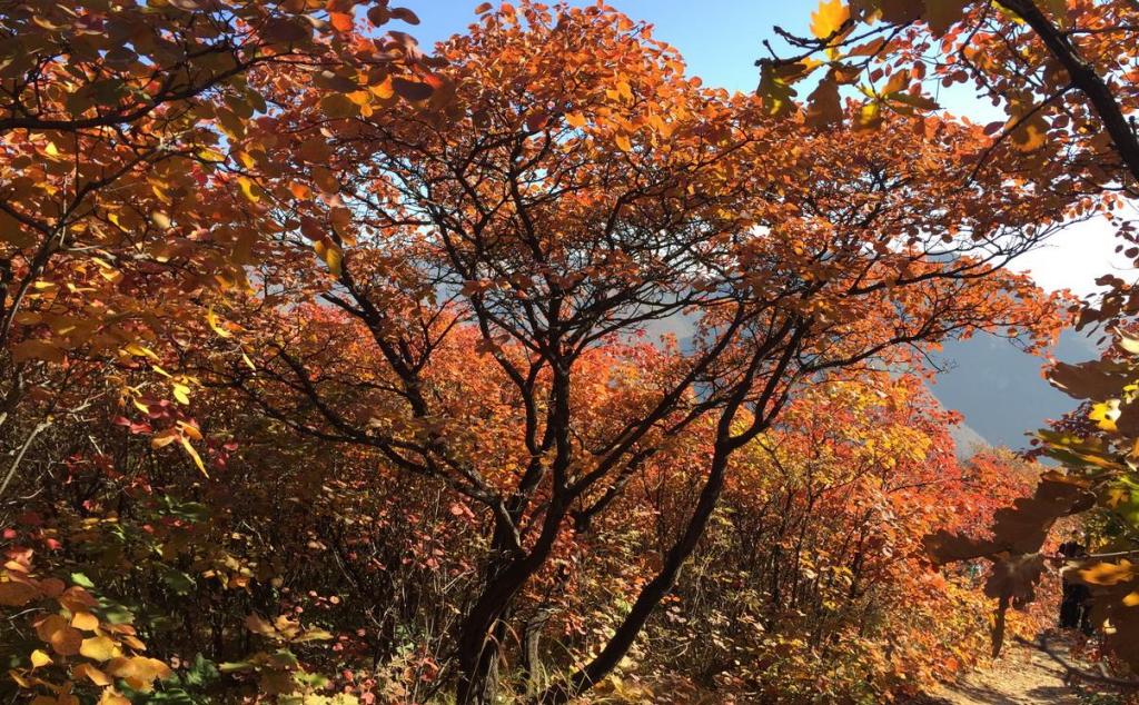 北京出發(fā)自駕坡峰嶺：賞紅幽嵐山、品清真牛頭、紅井秋色醉美斜陽自駕1日游