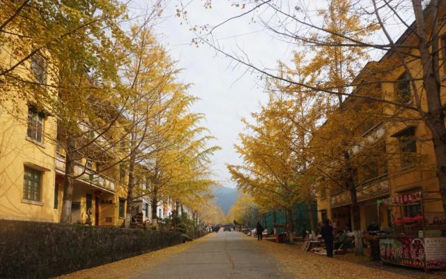 中山出发韶关2日自驾游:邂逅广东最美秋色南雄银杏古树、始兴红土地2天自驾