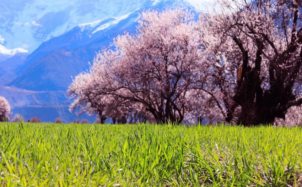 成都出發(fā)11日西藏林芝桃花節(jié)自駕游：丹巴-金川梨花-色達(dá)攝影-林芝桃花節(jié)11日自駕