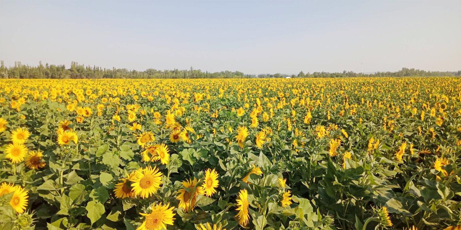 乌鲁木齐集合新疆13日自驾游：赛里木湖-喀纳斯-魔鬼城-鄯善北疆环线13日自驾游