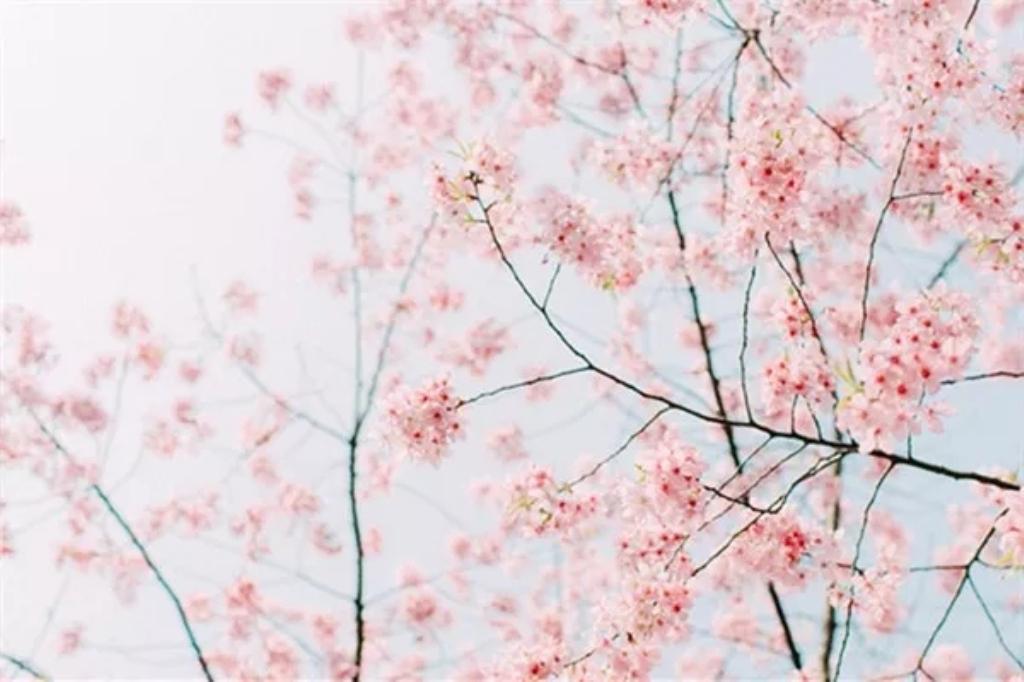 江苏出发到句容1日自驾游：浮山樱花园-草莓采摘1日自驾游