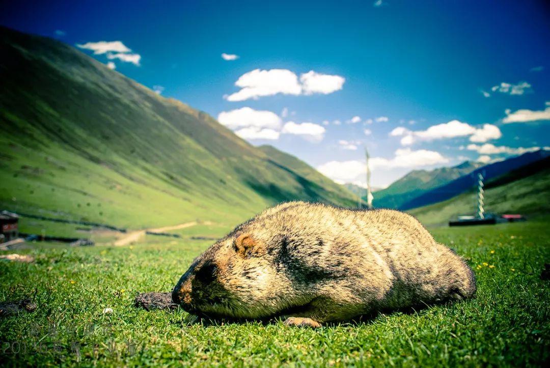 重庆出发川西3日自驾游：莫斯卡土拨鼠-丹巴中路藏寨3日自驾之旅