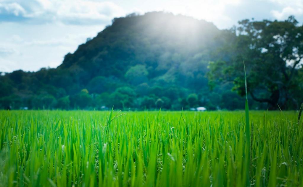 西安出发佛坪2日亲子自驾游：稻田插秧 +摸泥鳅+DIY植物微景观+户外烧烤2日活动