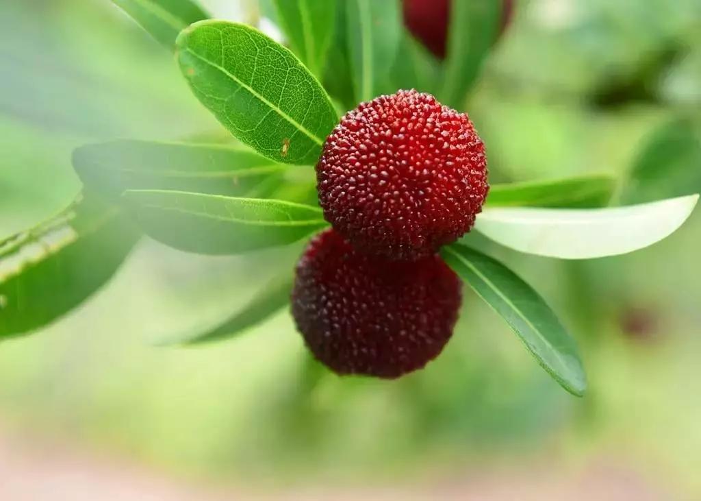 武漢出發(fā)金華4天自駕：龍游石窟-神仙居景區(qū)-橫溪楊梅采摘園4天自駕游