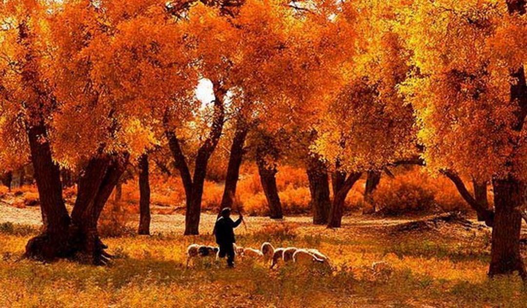 北京出发额济纳9日自驾游：大美胡杨林、敦煌莫高窟、雅丹、张掖丹霞、定边盐城西北环线自驾9日