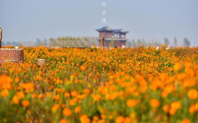 江苏泰州1日自驾游:兴化千垛赏菊-李中水上森林公园1日品蟹美食自驾游