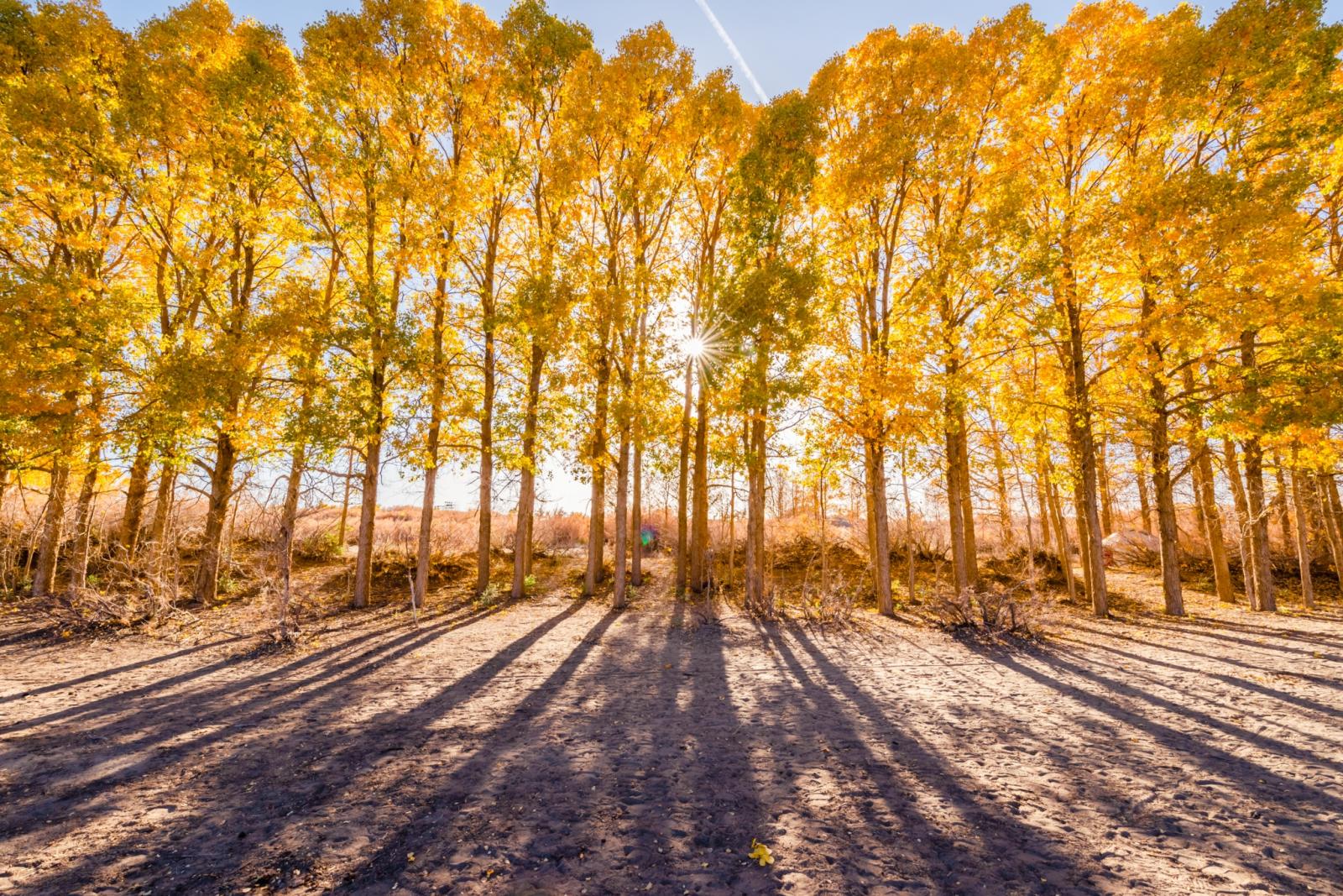兰州集合额济纳旗6日自驾游：兰州-张掖-额济纳旗-巴丹吉林沙漠6日醉美金秋胡杨之旅