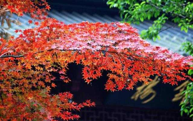 广东出发江西6天自驾游:婺源-三清山-景德镇-瑞金6天江西休闲自驾游