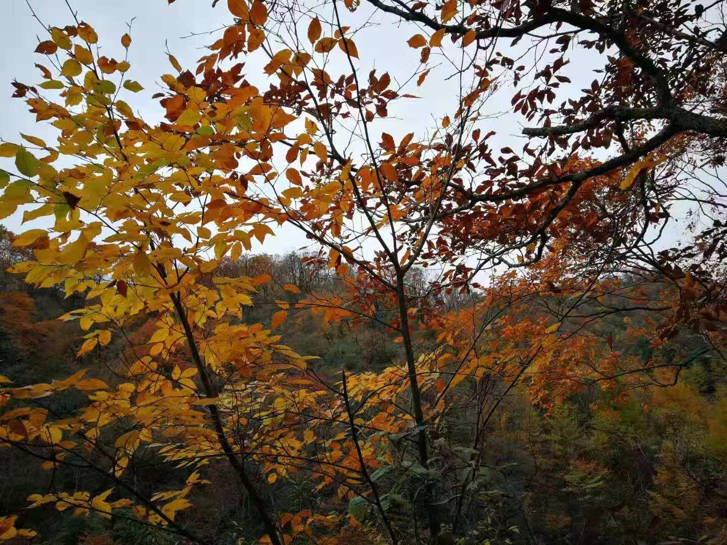 重庆周边3日自驾游：光雾山-十八月潭-米仓山3日赏红叶自驾游