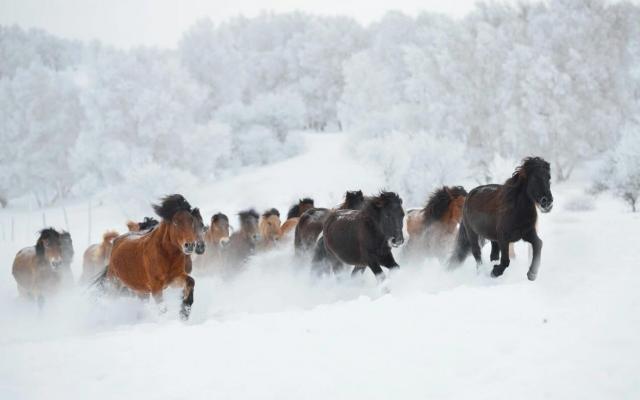 天津集合内蒙古乌兰布统3日自驾游:乌兰布统-野穿无人区-塞罕坝3日体验冰雪天地