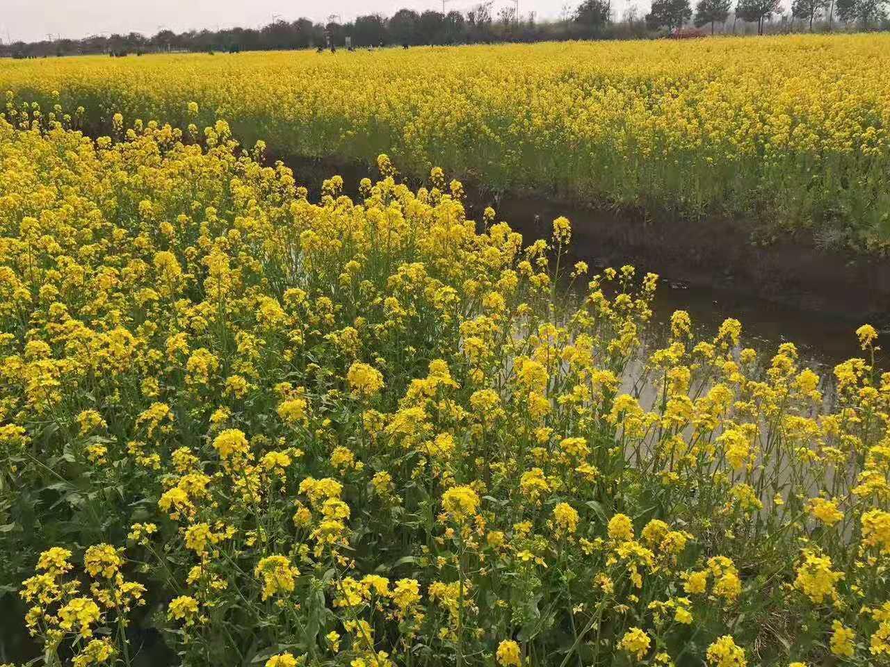 北京出發(fā)江蘇5日自駕游：臺兒莊古城-李中水上森林公園-千垛5日自駕游