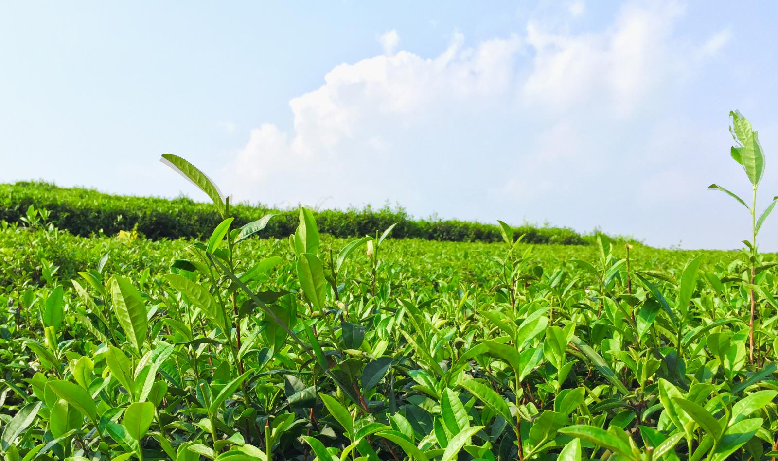 長(zhǎng)沙到益陽兩日自駕路書:長(zhǎng)沙到茶馬古道、洞市老街，黑茶故鄉(xiāng)關(guān)山探險(xiǎn)二日自駕游