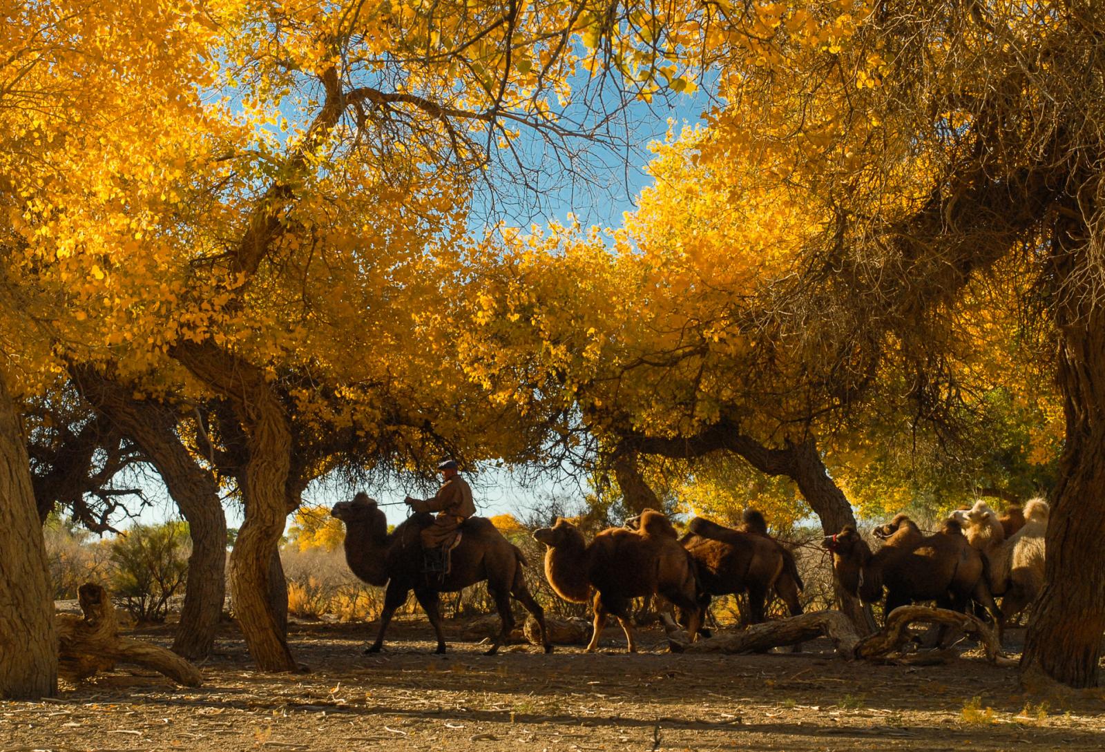 成都出發(fā)額濟納旗8.5日自駕：壺口瀑布-鎮(zhèn)北堡影視城-額濟納旗胡楊林-居延海日出8.5日環(huán)線自駕