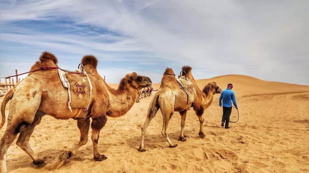 重庆到鄂尔多斯7日自驾游：响沙湾-壶口瀑布-南泥湾-沿黄公路-苏泊罕大草原7日西北风土人情自驾游