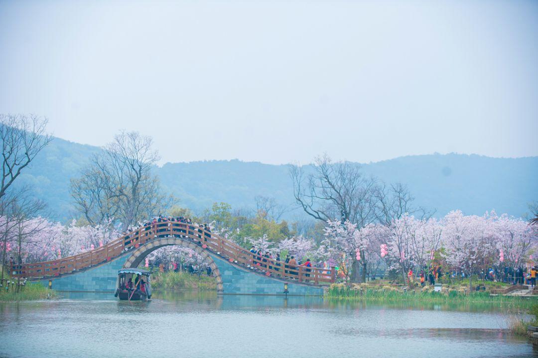山东出发江苏赏花4日游：太湖鼋头渚の樱花-拈花湾禅意小镇-兴化跺田花海4日游