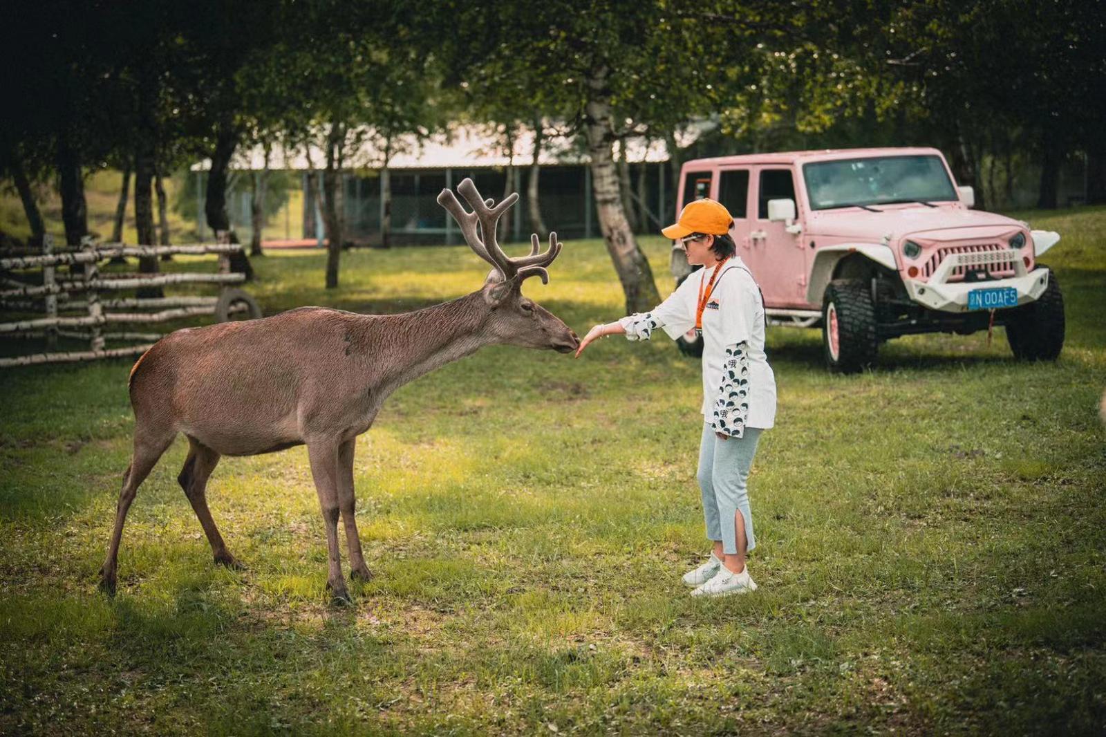 北京出发围场2日自驾游：一鹿有你-驻野奢营地-享芬兰草原-丛林穿越-释放荷尔蒙 2日露营自驾游