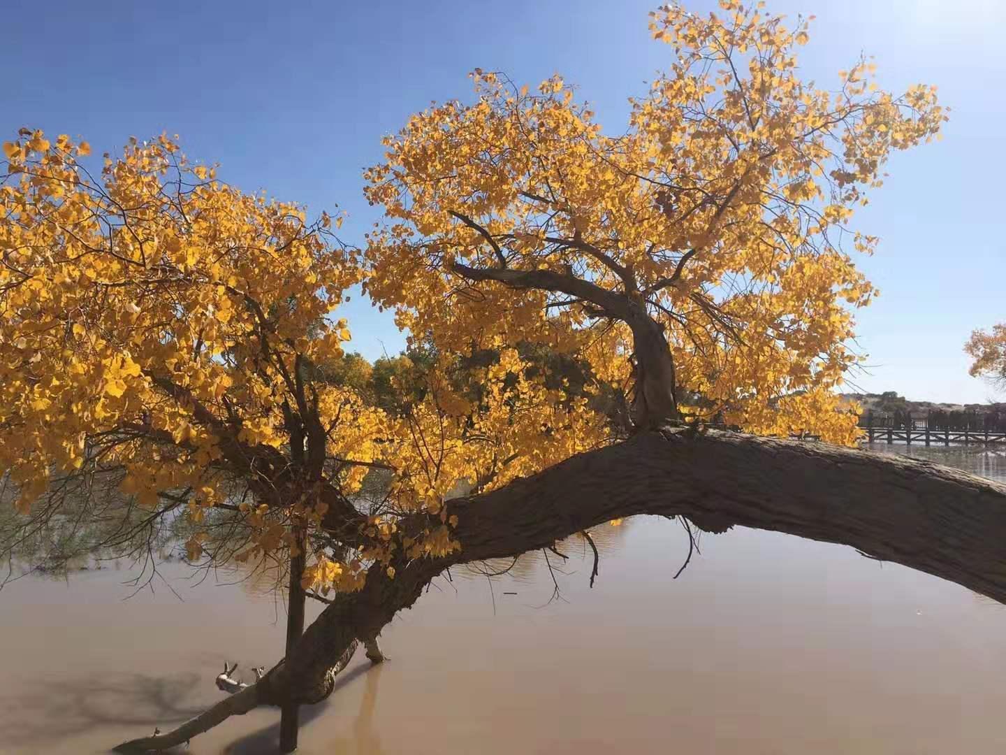 北京出发额济纳国庆9日自驾游：胡杨林-居延海-策克口岸-黑水城-冰沟丹霞-沙坡头9日自驾游
