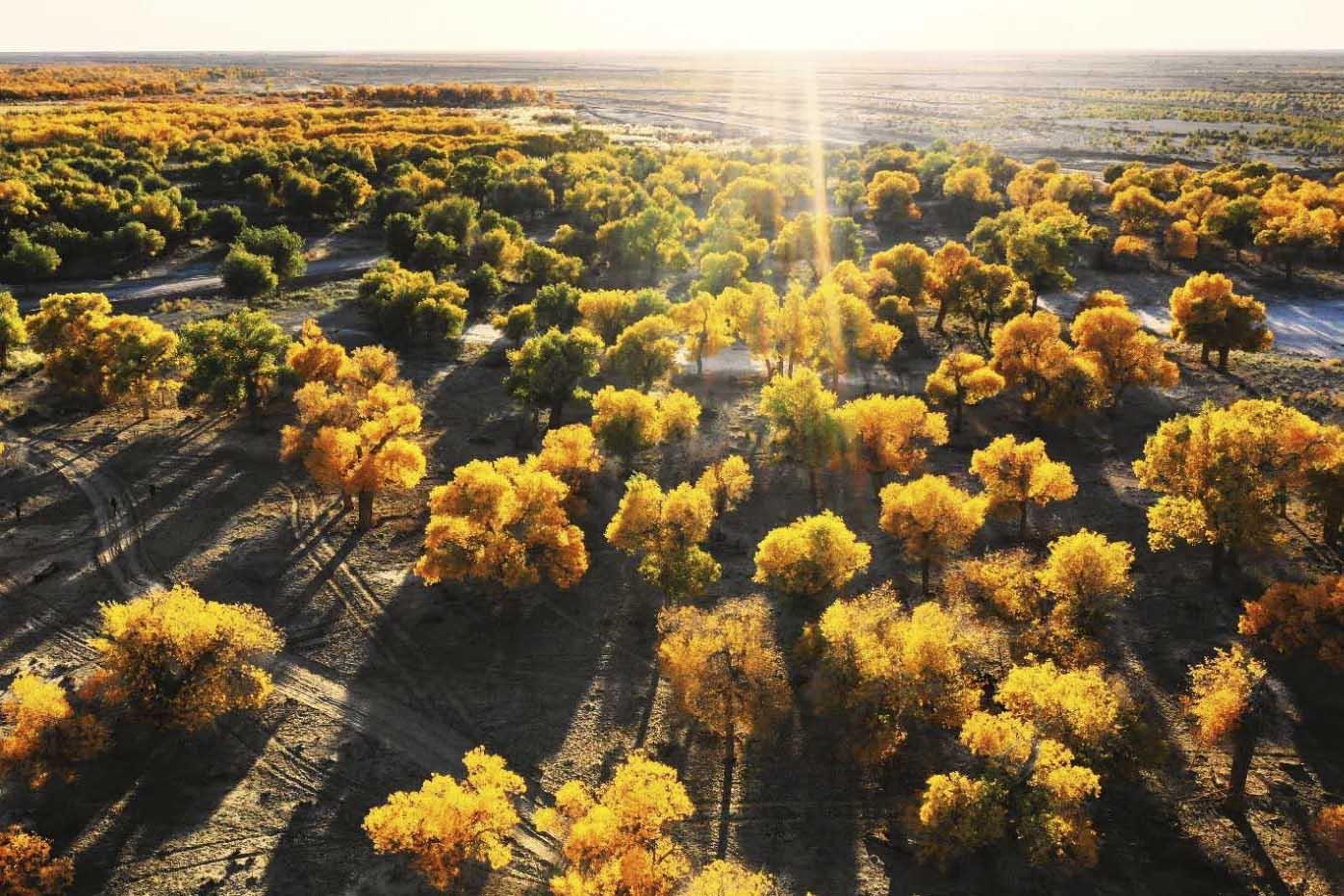 金秋喀纳斯·边陲小村禾木·独库公路·巴音布鲁克·沉醉秋色13日深度落地自驾游