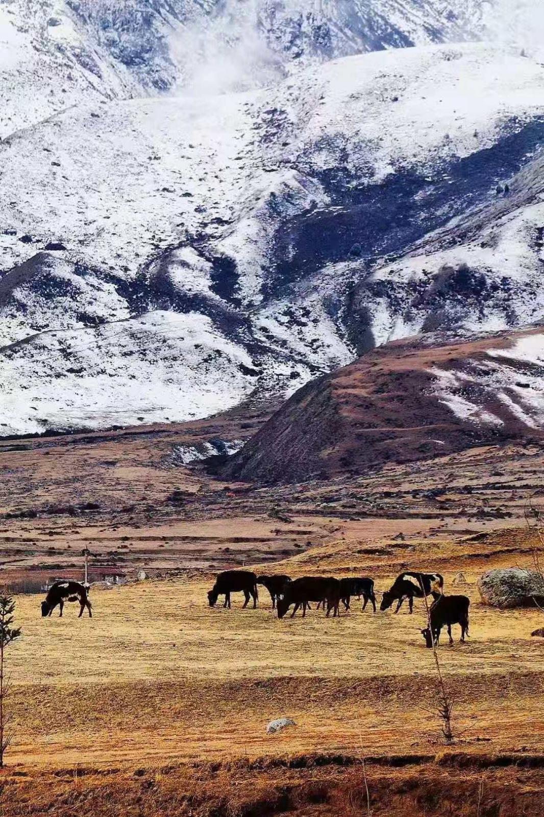 成都出發(fā)川藏線珠峰阿里16日自駕游：川藏318-扎西崗村-布達(dá)拉宮-羊卓雍措-珠穆朗瑪峰-扎日南木措-色林措-翡翠湖16日自駕游