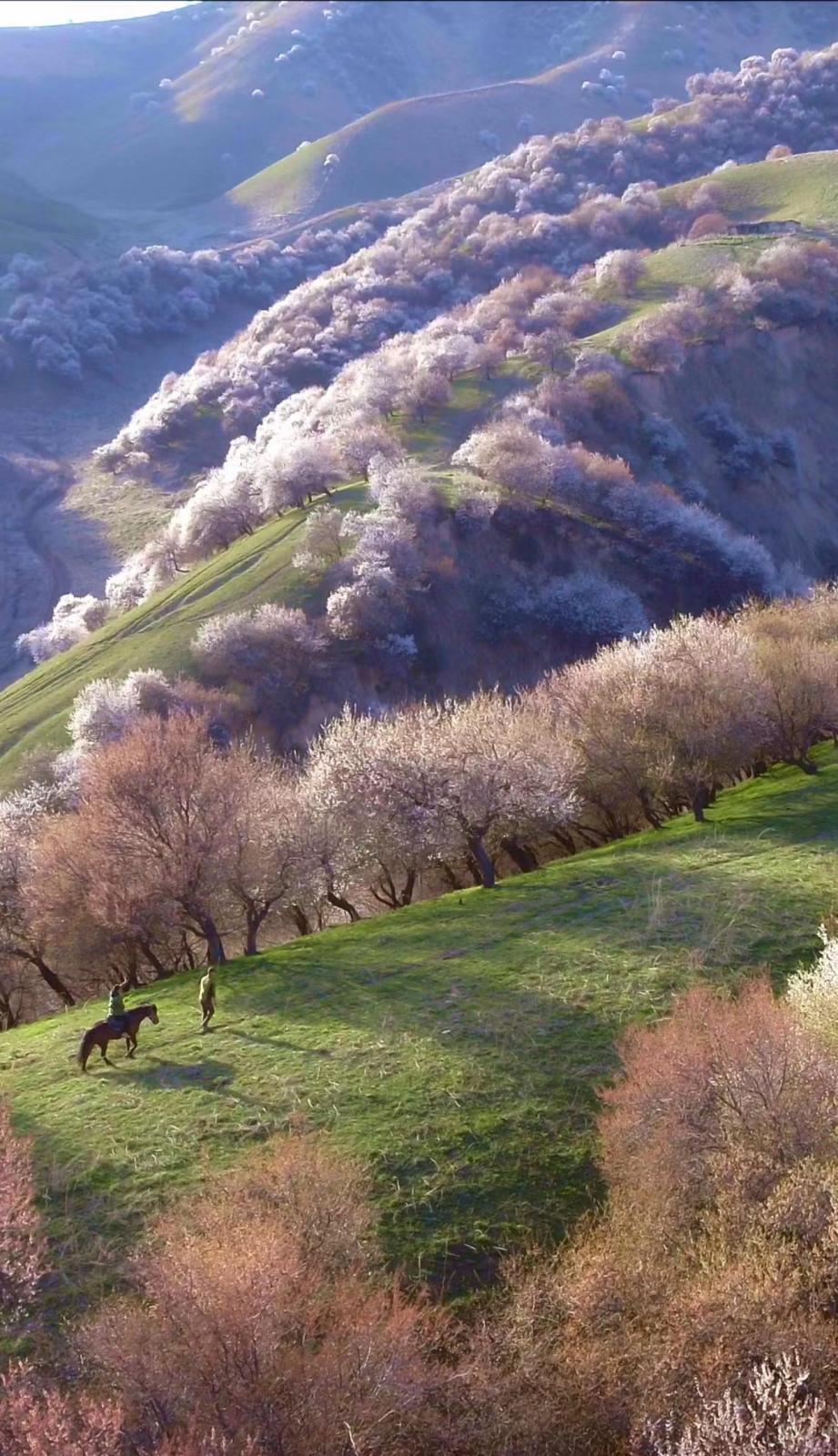 天山雪源丨杏花秘境 S101-赛里木湖-果子沟-霍城大西沟杏花-库尔德宁-吐尔根杏花沟-那拉提-巩乃斯原始森林-艾肯达版7日落地自驾