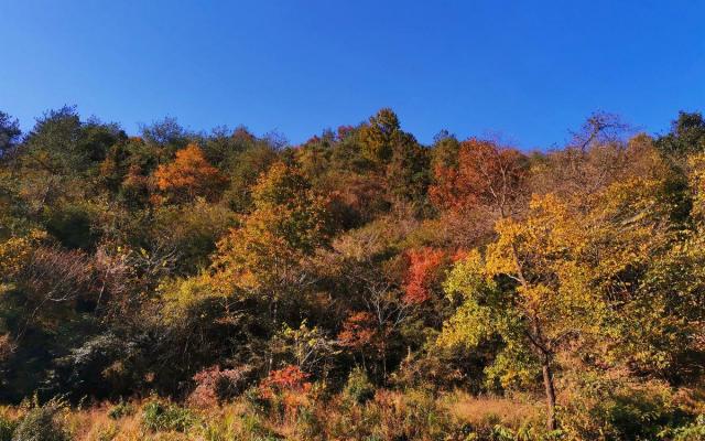 合肥周边自驾2日游:赏大别山红叶-天妙公路-天峡-享天悦湾温泉鹞落坪岳西二日游
