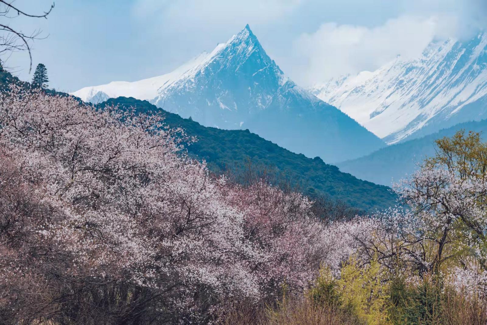全国出发西藏林芝桃花节16日自驾路书：林芝桃花-秘境墨脱-国民公路G318-拉萨-青藏线16日自驾游