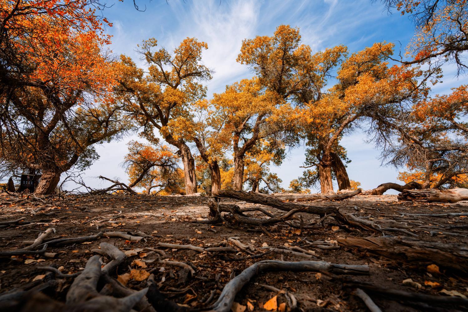 四川出发内蒙额济纳胡杨林8日自驾：额济纳旗-镇北堡影视城-张掖丹霞地貌-嘉峪关-居延海8日自驾游自驾游