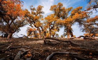 四川出發(fā)內(nèi)蒙額濟(jì)納胡楊林8日自駕：額濟(jì)納旗-鎮(zhèn)北堡影視城-張掖丹霞地貌-嘉峪關(guān)-居延海8日自駕游自駕游