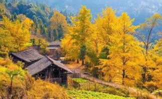 廣東出發(fā)探訪廣西桂林海洋鄉(xiāng)童話世界-龍脊梯田休閑3天自駕游自駕游