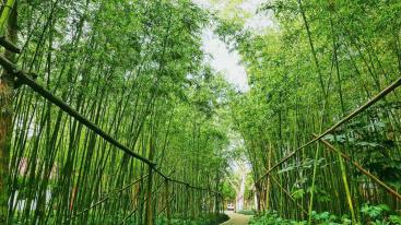 成都出发川南4日自驾：金口河大峡谷丨黑竹沟丨沐川竹海丨槽渔滩4日自驾-推荐