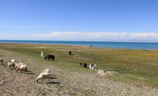 重慶出發(fā)西北7日自駕游：青海湖-茶卡鹽湖-坎布拉-米拉日巴佛閣7日自駕游自駕游